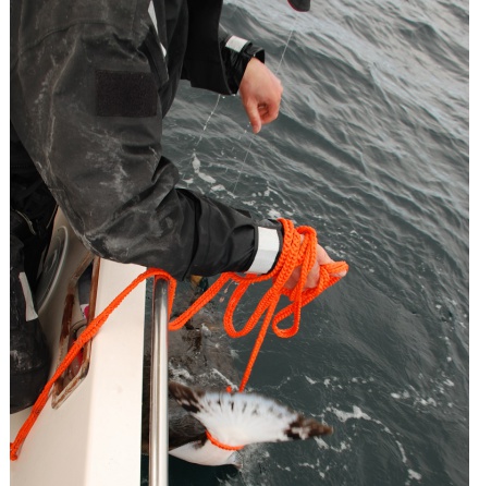 Runlock Catch & Release