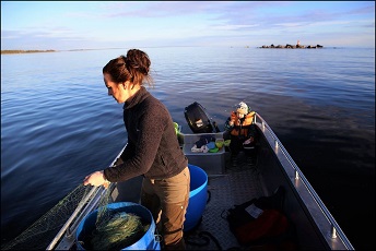 Fiska med fisknät Fiska med fisknät